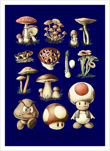 Mushroom Kingdom