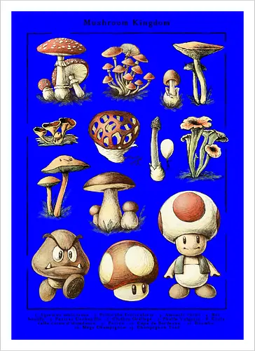 Mushroom Kingdom