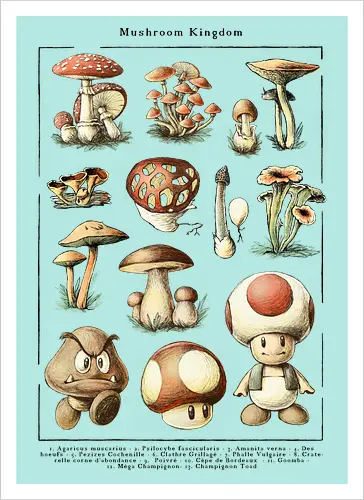 Mushroom Kingdom