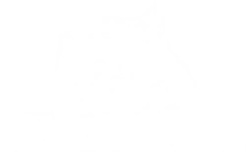 Quizlabor Katze weiß