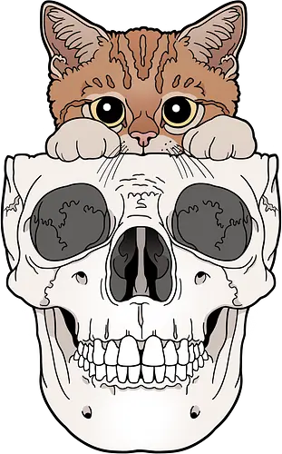 Orange Kitty & Skull - Katze, Schädel