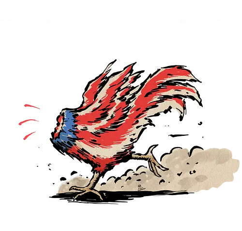 American Rooster