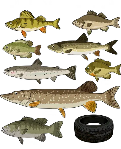 How to Indetify Fish - fish, aquarium, fish lover, fisherman, fishing, funny, lake, ocean, ocean life, salmon, sea, sea life, seafood, trout, water