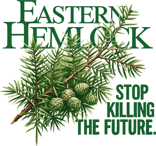 Natur Östliche Hemlocktanne – Kunst zur Sensibilisierung für den Wald - nature illustration, botanical art, forest art, nature aesthetic, eco illustration, plant illustration, tree art, nature inspired design, botanical illustration, green aesthetic, environmental art, nature graphic design, illustration design, minimal nature art, eco friendly art