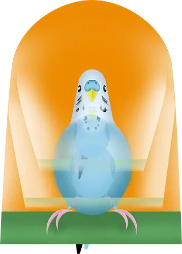 Schaukelnder Wellensittich - Wellensittich, Budgie, Papagei, Sittich, niedlich, parakeet, bird lover, birb