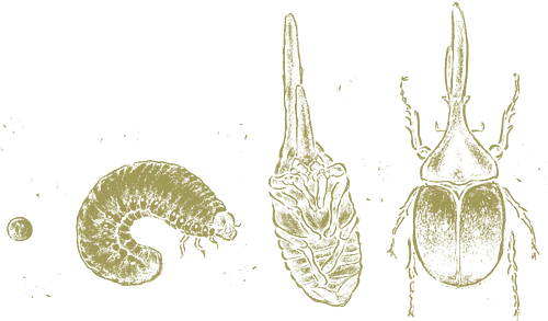 Beetle Life Cycle - hercules beetle, beetle, life cycle, dynastid beetle, dynastes hercules, rhinoceros beetle, scientific illustration, metamorphosis, entomology, exotic insect, illustration, insects, animal, nature, xmorfina - Standard T-Shirt