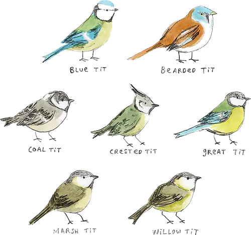 Sieben Bunte Vogelarten Aquarell Bleistift Naturalist Kunst - europäische Vögel Shirt, Ornithologie dekorative Illustration, britische Vögel Sammlung, wissenschaftliche Vogel Illustration, bunte Vögel Komposition, pädagogische Natur Kunst, Vogelliebhaber Geschenk, sieben bunte Vogelarten, naturalistischer Aquarell Illustration, identifizierte europäische Vögel, handgefertigte ornithologische Kunst, bunte Meisen Sammlung, handgefertigte Arten Typografie, blau grün gelb orange braun Vogel, Vogelbeobachter Kunst Geschenk - Standard T-Shirt