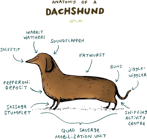 Offizielle Anatomie des süßesten Dackels im Universum - Hunde T-Shirt, Haustierliebhaber, Dackel, Dackel Hund, Teckel, Dachshund, Wiener Hund, Dackelchen, lustiger Dackel, lustiger Hund, Dackelliebhaber, Geschenk für Hundeliebhaber, Dackelanatomie, Geschenk für Hundebesitzer, Dackel Mama, Dackel Papa, süßer Dackel, Dackel Humor, Hunde Kunst, Hundeliebe - Standard T-Shirt