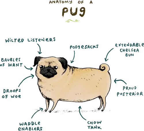 Wissenschaftliche Anatomie des dramatischsten Hundes - Mops Kunst, Tierliebe, Mops, Mops Liebhaber, Hundeliebhaber, süßer Mops, lustiger Mops, Mops Meme, niedlicher Mops, Mops Anatomie, brachyzephaler Hund, Hunderasse Mops, Hunde Humor, Haustierliebhaber, Mops Geschenk, Mops Motiv, Mops Design, Hunde Anatomie Kunst, lustige Hundekunst, Mops Besitzer - Standard T-Shirt