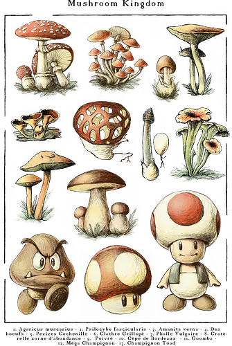 Mushroom Kingdom - mushroom, Funghi, pilz, gaming