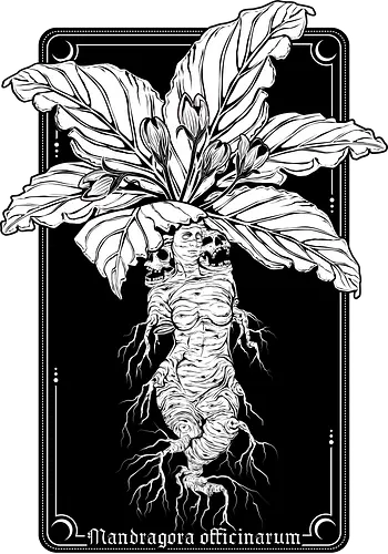 Mandragora Officinarum - The Scream of Death - Alraune, mandragora, plant, pflanze