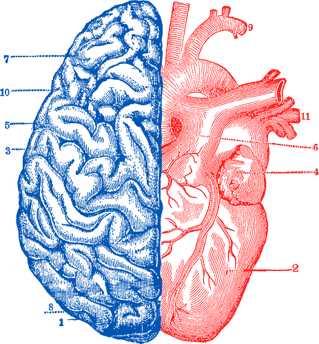 Hrt and Brain - herz, brain, gehirn, anatomisch, anatomical, illustration, anatomy, anatomie, hrt